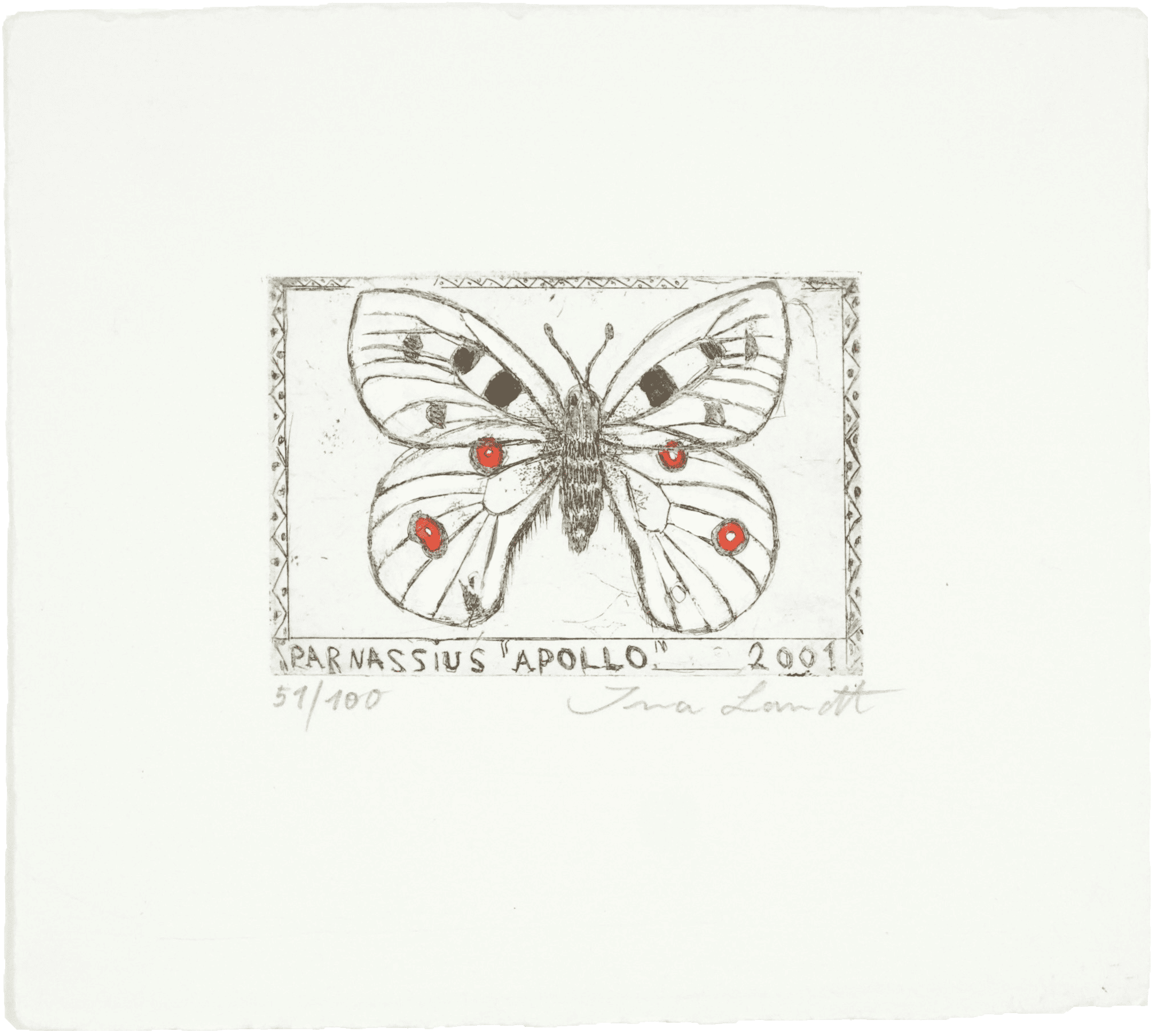 Parnassius Apollo